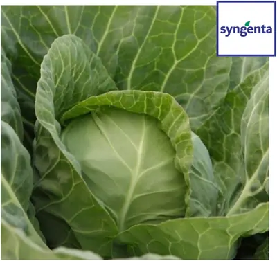 Капуста Джетодор F1