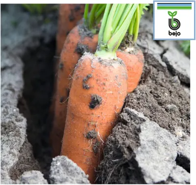 Морковь Навал F1