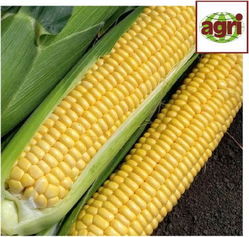 Кукуруза Свит Сириус Агри F1