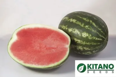 Арбуз Шейни F1