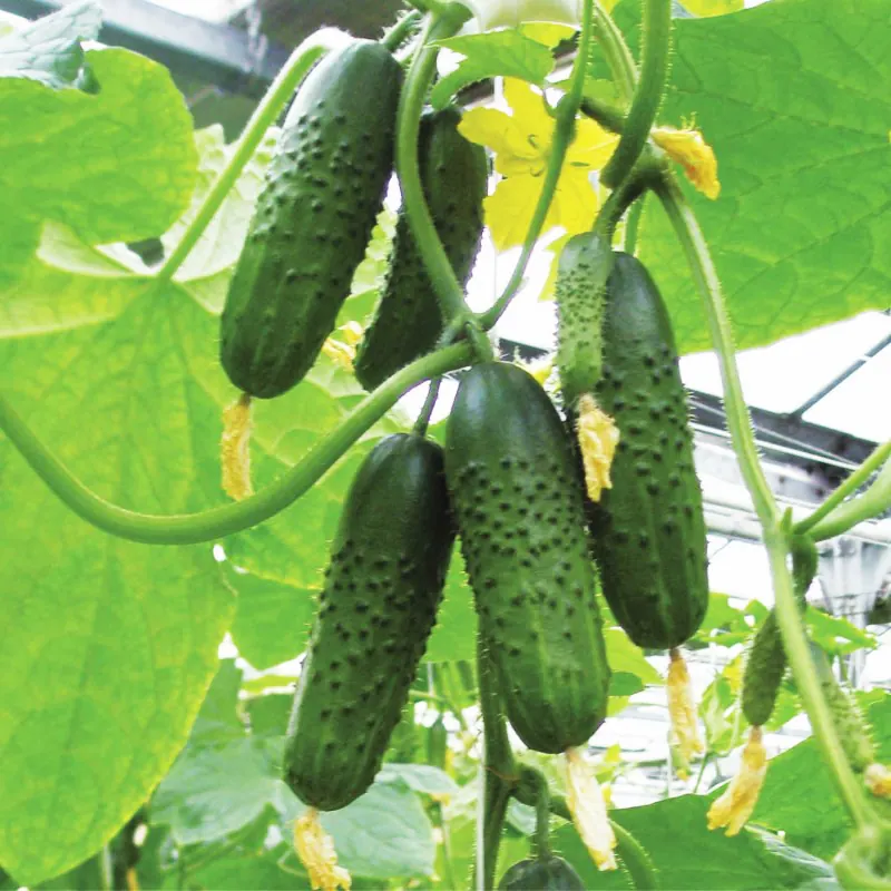 Огурец Лист F1